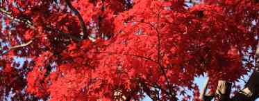 Дізнаємося як виглядає червоний колір дерева? Червоне дерево в різних виробах