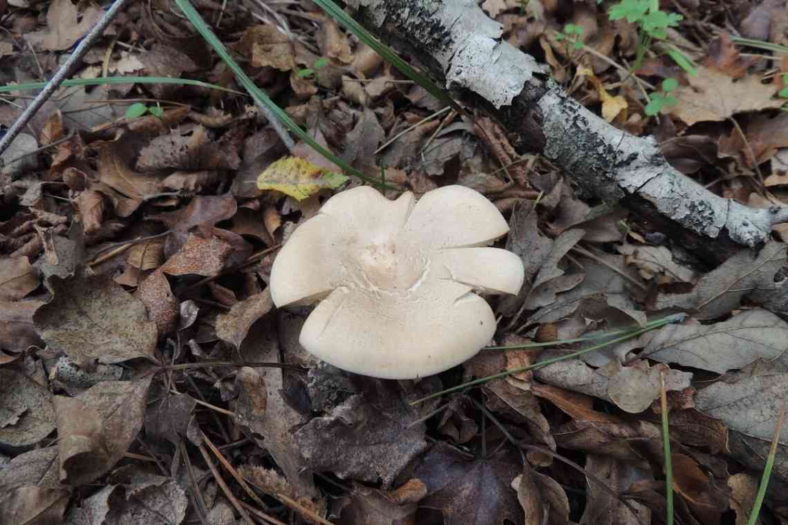 Білянки - гриби із запахом герані