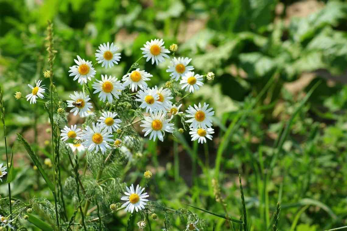Квітки ромашки - прикраса саду і лікарська сировина