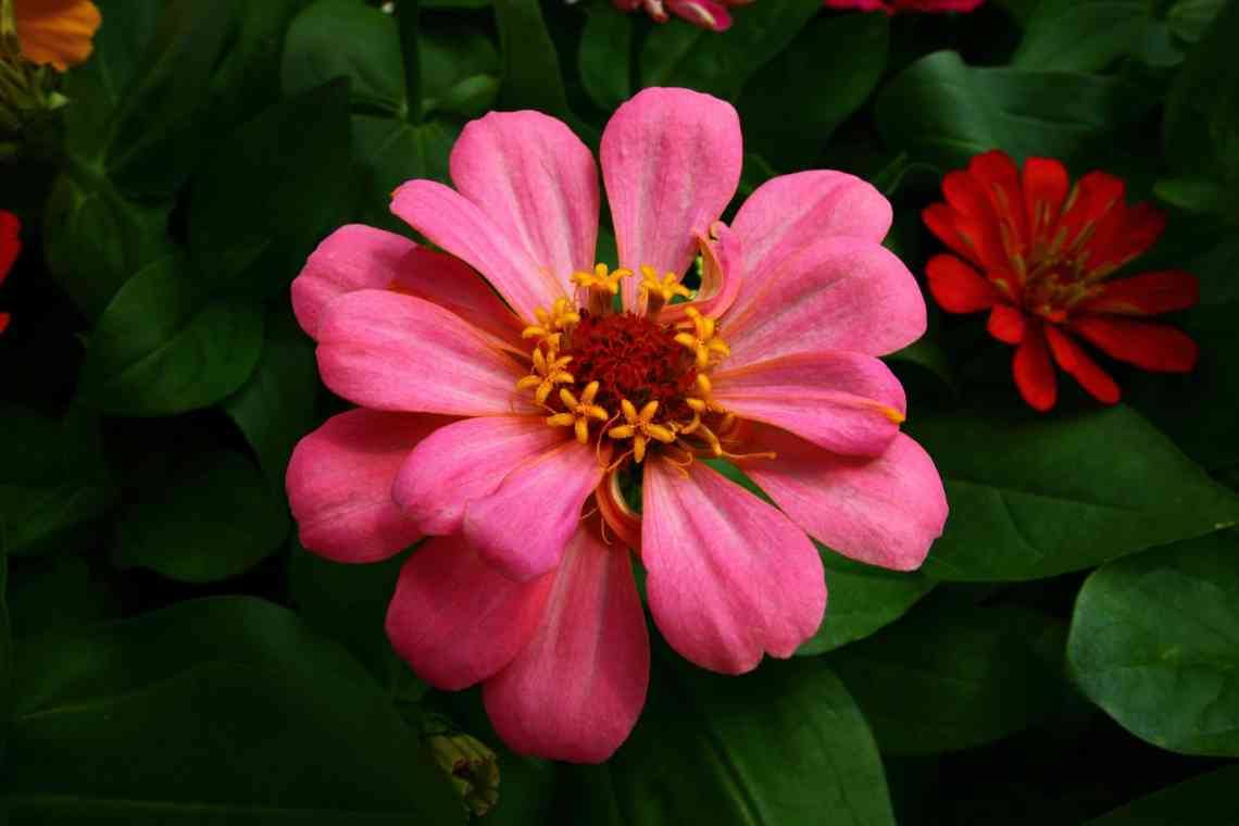Квітка з рожевими квітками: краса в букеті і на клумбі