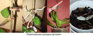 Розмноження орхідей