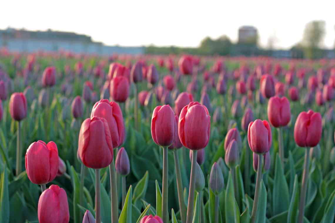 7 частих запитань про тюльпанів
