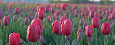 7 частих запитань про тюльпанів