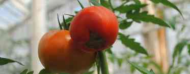 Вершинна гниль плодів перцю і томата