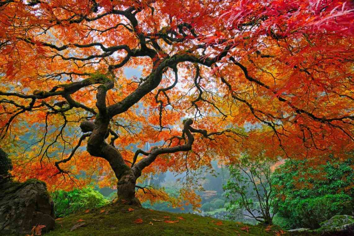 Залізне дерево - прикраса осені