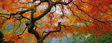 Залізне дерево - прикраса осені