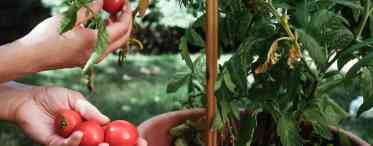 Вирощування томатів на вікні