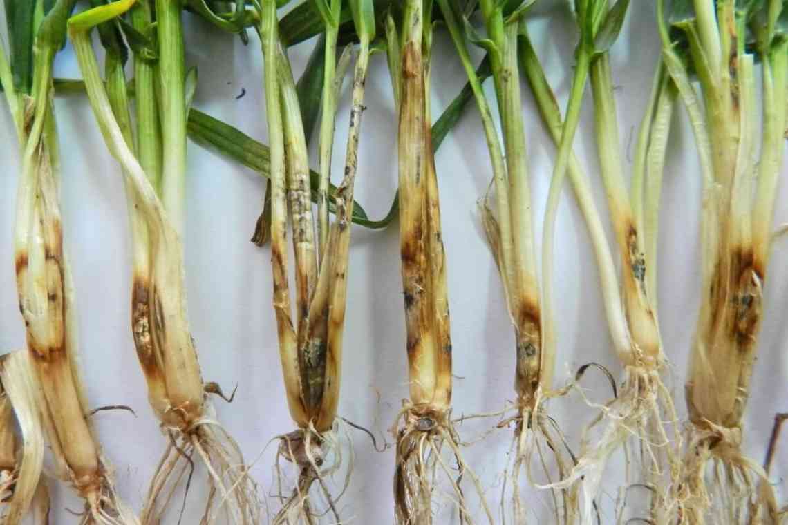 Пітіозна коренева гниль кукурудзи