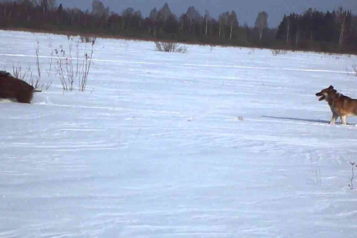Зимове полювання на кабана з лайками