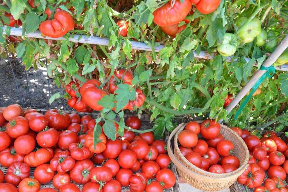 Як правильно зберігати помідори. Частина 3