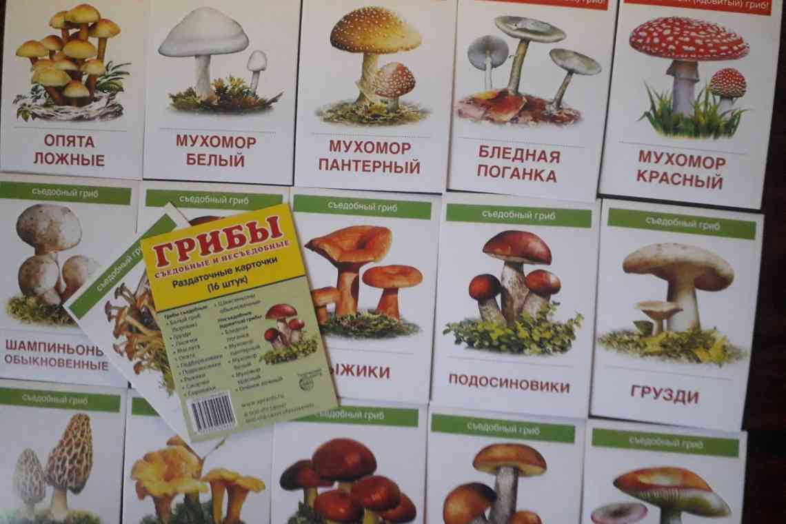 Любителям лісових просторів на замітку: які гриби Башкирії їстівні, а які - ні!