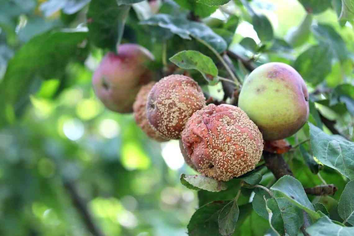 Гірка гниль плодів груш і яблунь