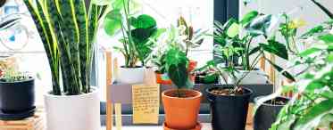 Рослини, які допоможуть очистити повітря в домі