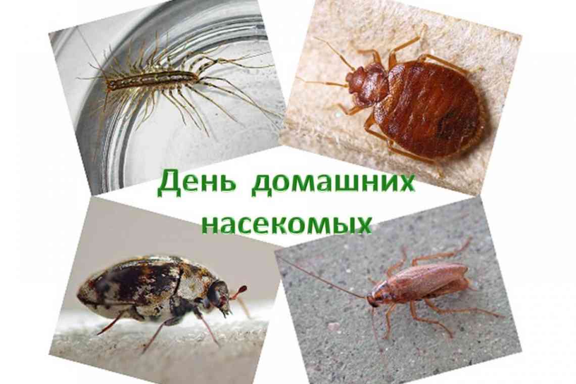 Комахи на сторожі від паразитів-шкідників
