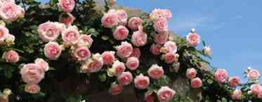 Сліпуча краса плетистих троянд. Розмноження