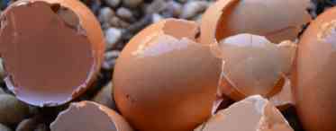 Яєчна шкаралупа проти городніх шкідників