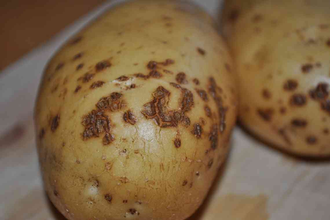 Бугорчаста парша картоплі