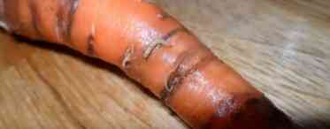 Бактеріоз моркви