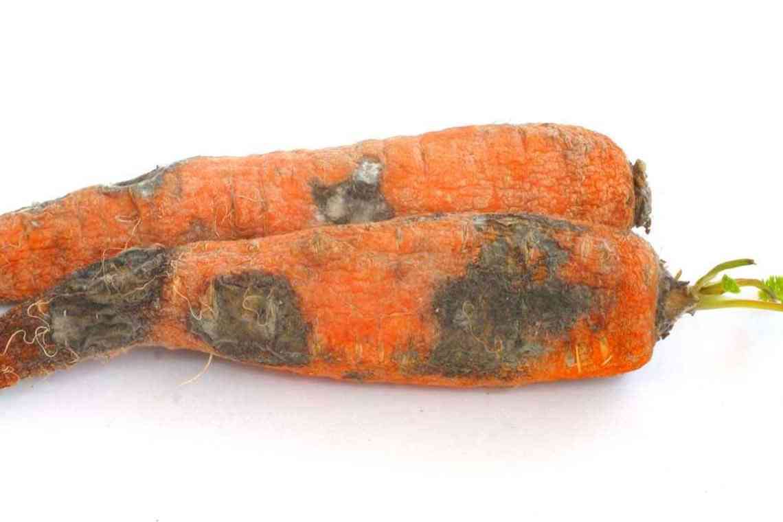 Біла гниль моркви