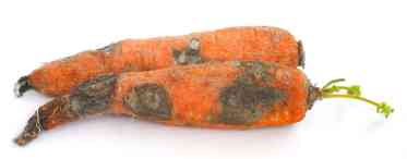 Біла гниль моркви