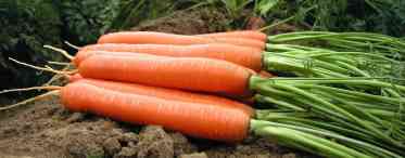 Вирощуємо соковиту Моркву
