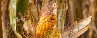 Бульбашкова головня кукурудзи