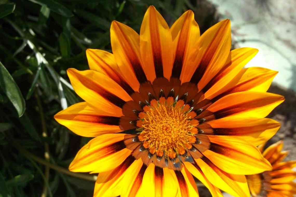Гацанія - сонячна квітка
