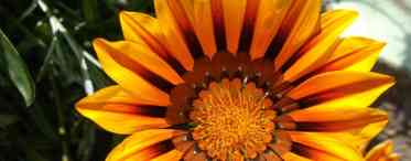 Гацанія - сонячна квітка