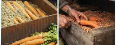 Тонкощі прибирання та зберігання морквини