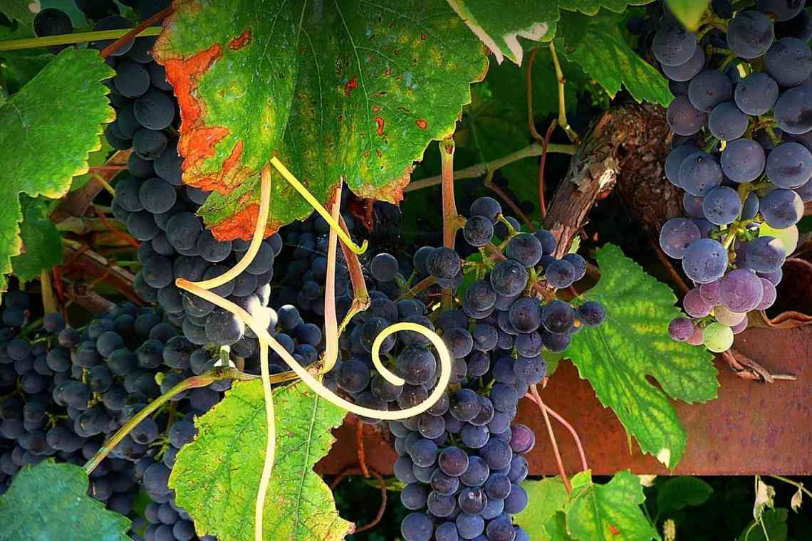 Падучка темна - любителька винограду