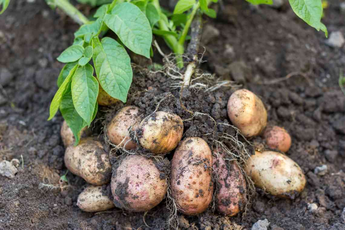 Для чого обрізають картопляну ботву?