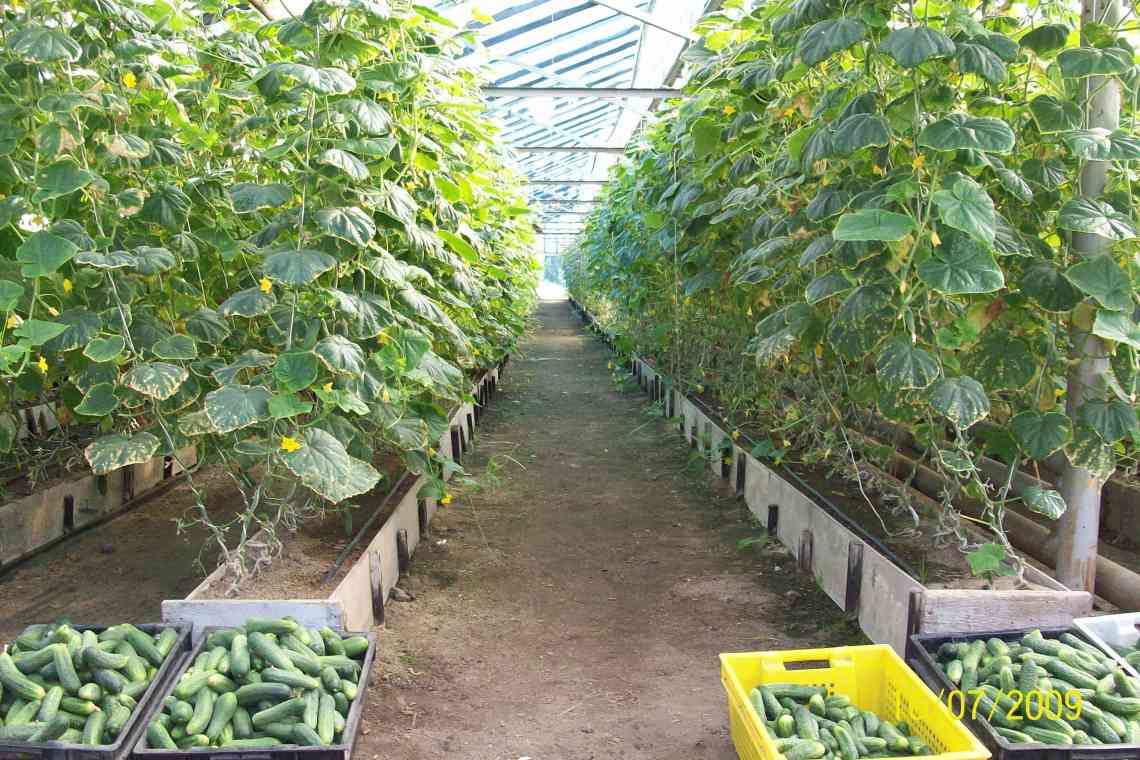 Як вирощувати огірки в теплиці