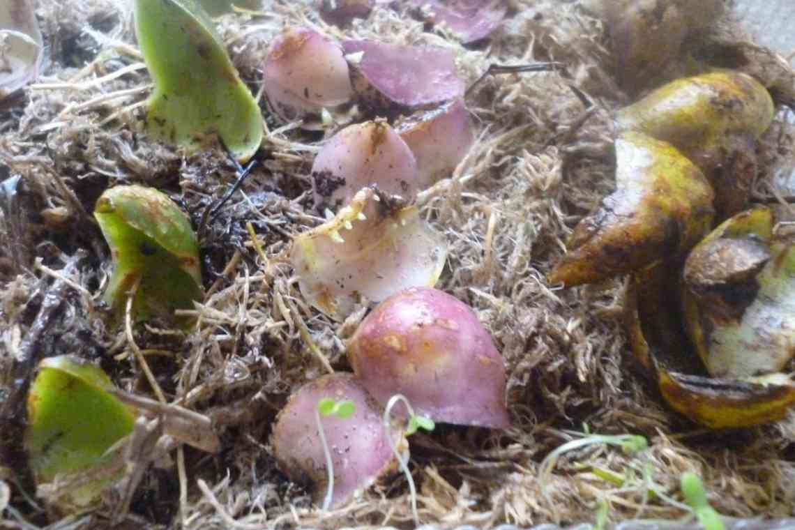 Витончена лілія: вирощування і розмноження