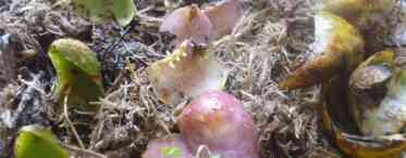 Витончена лілія: вирощування і розмноження