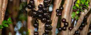 Джаботикаба - рослина з плодами на стовбурі