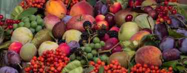 Поширені захворювання овочевих і плодово-ягідних культур