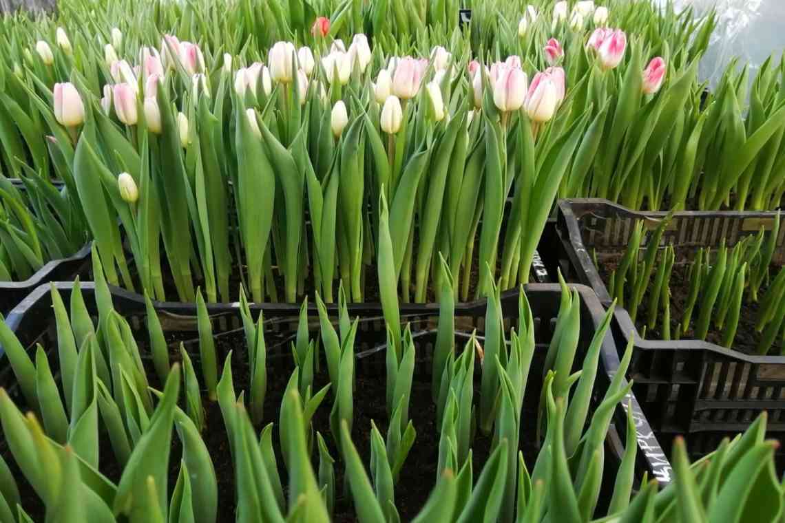 Вигонка цибулинних кольорів: тюльпанів, гіацинтів