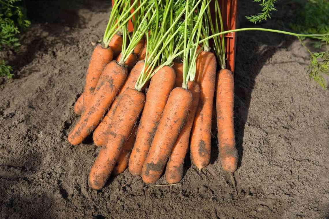 Отримання власного насіння моркви