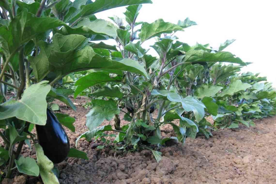 Вирощування баклажанів у відкритому ґрунті