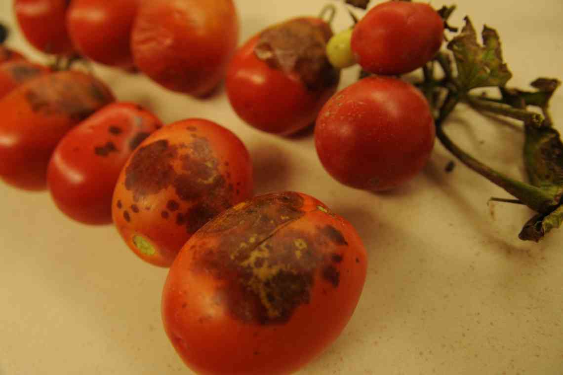 Альтернаріоз томата