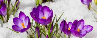 Однорічні квіти: турботи в березні
