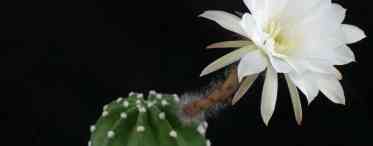Кактуси: розкішне цвітіння колючих рослин