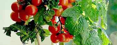 Кімнатний помідор: особливості вирощування