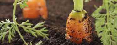 Посадка моркви у відкритий ґрунт