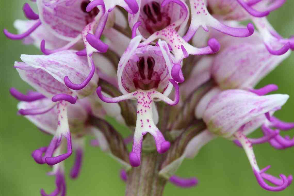 Ятришник - загадкова орхідея. Розмноження