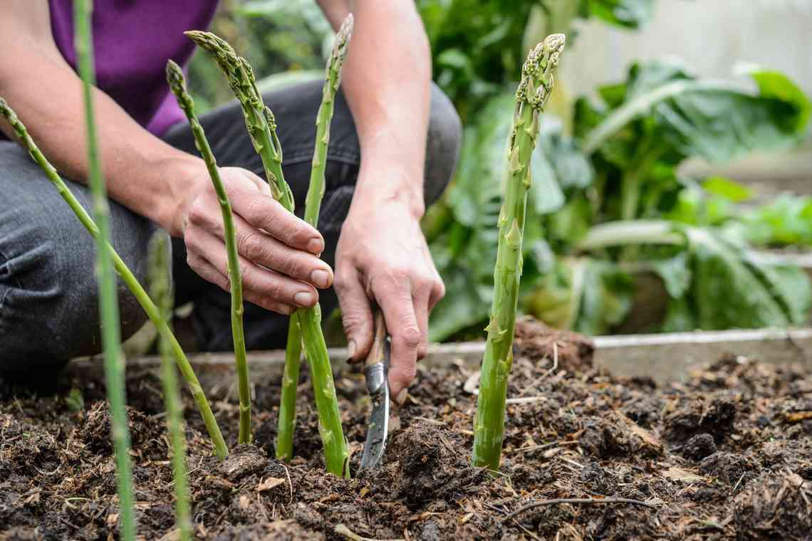 Спаржа: вирощування насіння