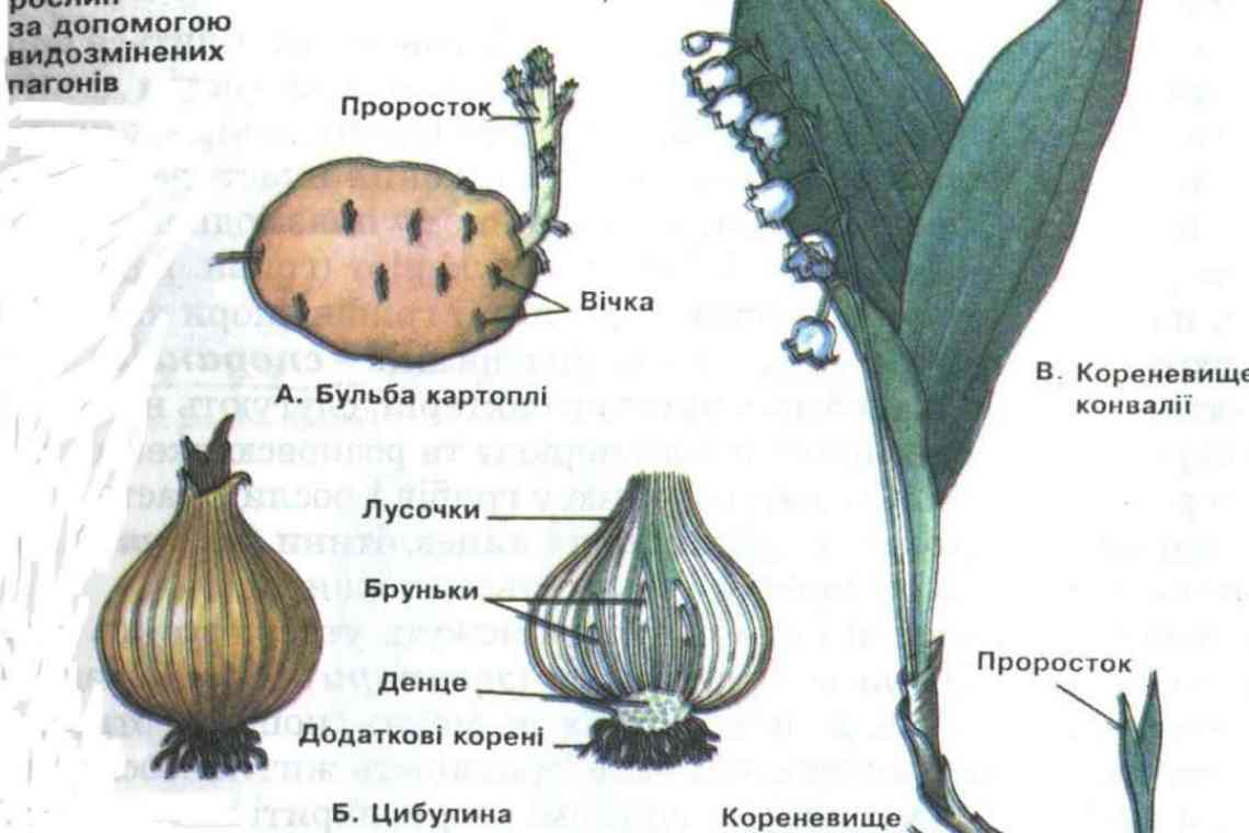 Відхід. Вегетативне розмноження лілійників