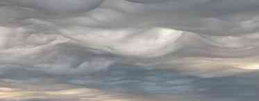 Ніжна хмара білого алісума