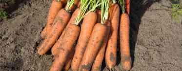 Посів моркви: з ранньої весни і до глибокої осені