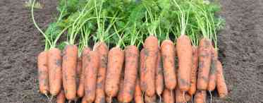 Морква: хитрощі посіву червоної дівиці